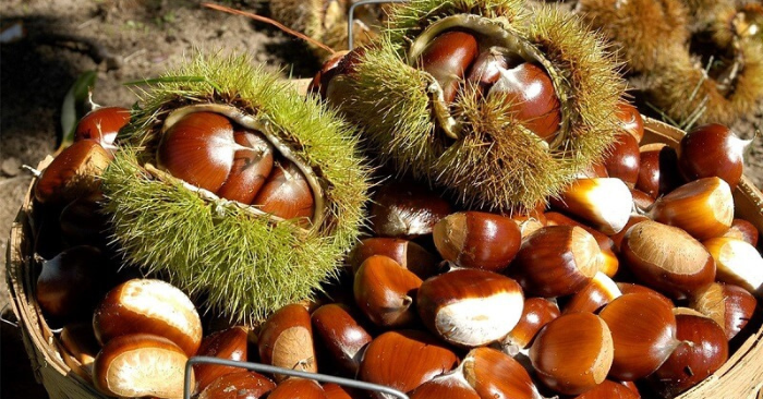 Hạt dẻ – “nhân sâm của mùa đông” bổ dưỡng giá bình dân