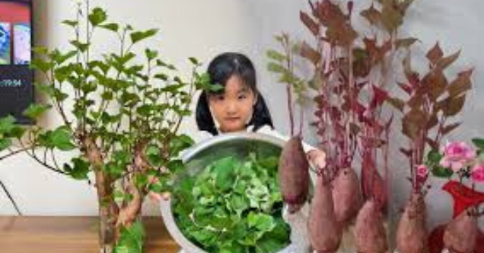 Khoai lang thủy canh: Trồng chơi, ăn thật