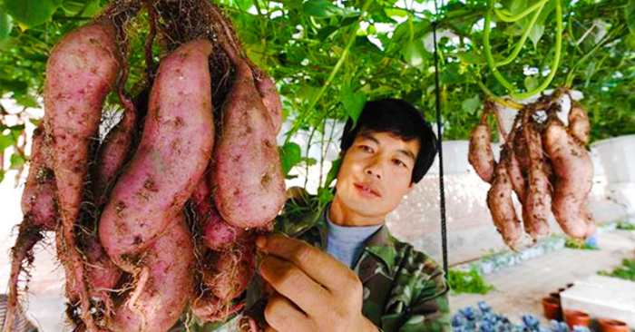Khoai lang thủy canh: Trồng chơi, ăn thật