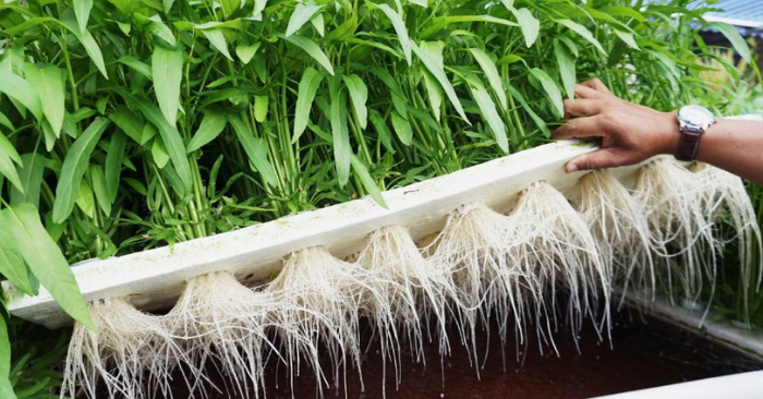 Trồng Rau Muống Thủy Canh Tại Nhà