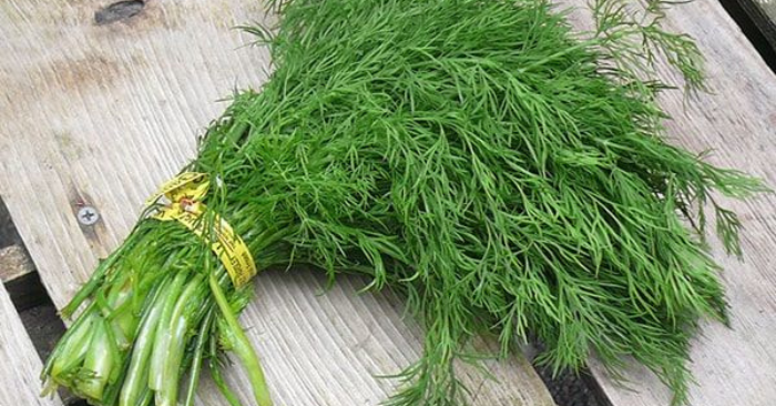 Thì Là Bổ Lá Lách, Dưỡng Dạ Dày, Giá Rẻ
