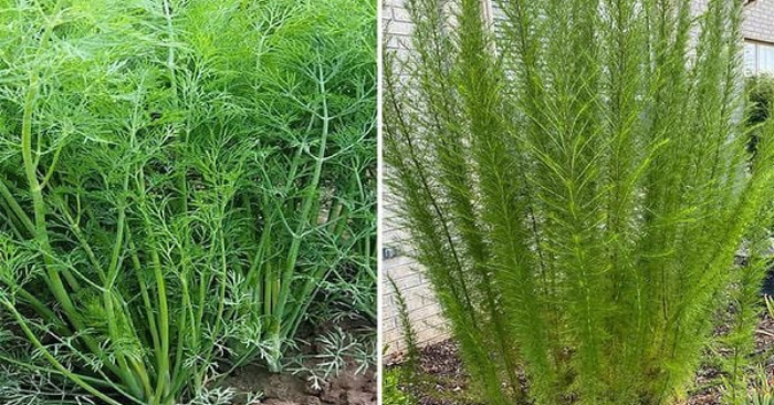 Thì Là Bổ Lá Lách, Dưỡng Dạ Dày, Giá Rẻ