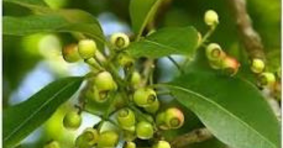 Lợi ích của nước lá vối trong mát gan thải độc cơ thể
