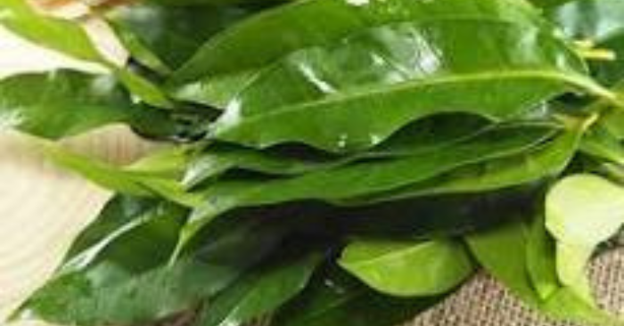 Lợi ích nước lá vối trong mát gan thải độc cơ thể