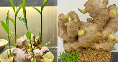 Gừng phong thủy hút tài lộc