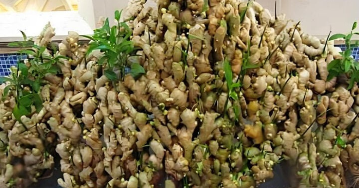 Gừng phong thủy hút tài lộc