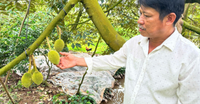 Đam mê cây sầu riêng –  Anh nông dân thu hàng tỷ đồng mỗi năm