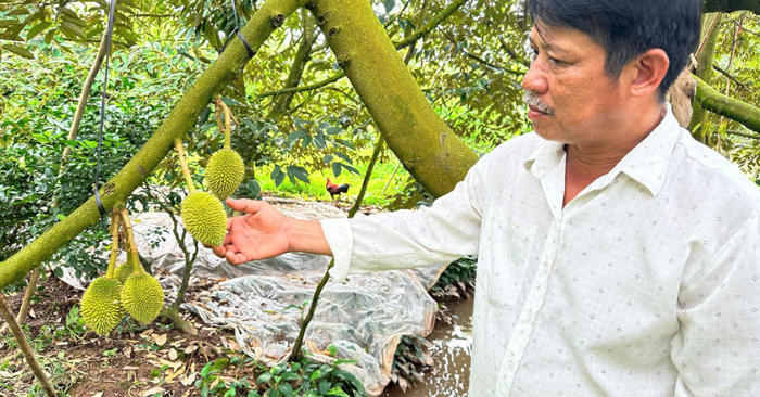 Đam mê cây sầu riêng – anh nông dân thu hàng tỷ đồng mỗi năm