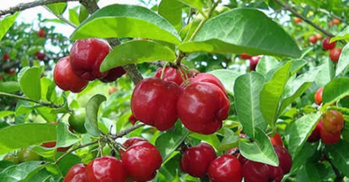 Vườn Sơ Ri Năng Suất Cao **Sơ ri đang trở thành lựa chọn canh tác hiệu quả; phù hợp nhiều vùng đất; đặc biệt những nơi canh tác lúa kém bền vững. Với năng suất cao và chi phí thấp; mô hình trồng sơ ri nhanh chóng lan rộng; tạo hướng đi kinh tế mới cho nhiều hộ nông dân.** ## Hiệu Quả Và Phù Hợp Đất Nhiều hộ dân chuyển sang trồng sơ ri vì lợi nhuận ổn định; không phụ thuộc thời tiết quá nhiều. Sơ ri cho trái sớm sau khoảng một năm; giúp người trồng thu hồi vốn nhanh. Giá thu mua dao động 10.000 đến 15.000 đồng mỗi kg; có thời điểm cao hơn. Mỗi vụ, nhà vườn thu được lượng lớn nhờ tỷ lệ đậu trái cao; phù hợp nhu cầu thị trường. Mô hình này tạo thêm việc làm tại chỗ; thúc đẩy kinh tế địa phương. Cây sơ ri có khả năng thích ứng cao; đặc biệt tại vùng đất nhiễm mặn hoặc kém dinh dưỡng. Việc chăm sóc khá đơn giản; không cần nhiều kỹ thuật chuyên sâu. Người trồng chỉ cần cắt tỉa hợp lý; cung cấp nước và phân hữu cơ đều đặn. Nhờ sức sống khỏe; cây ít bị sâu bệnh nên giảm chi phí bảo vệ thực vật. Đây là ưu điểm lớn so với nhiều loại cây trái khác. ## Tiềm Năng Và Từ Khóa Sơ Ri Các địa phương đang nhân rộng mô hình; hỗ trợ người dân chuyển đổi giống phù hợp. Hợp tác xã và thương lái liên kết thu mua; đảm bảo đầu ra ổn định cho nhà vườn. Sơ ri có thể thu hoạch nhiều lần trong năm; giúp nâng cao thu nhập bền vững. Sản phẩm cũng được định hướng chế biến; mở rộng giá trị. Đây là hướng phát triển phù hợp xu thế nông nghiệp đa dạng. Sơ ri trở thành từ khóa được quan tâm; nhờ năng suất cao và chi phí thấp. Các mô hình chia sẻ kỹ thuật được triển khai; giúp nông dân tiếp cận phương pháp mới. Nhiều hội thảo hướng dẫn trồng và chăm sóc; nâng cao chất lượng trái. Sự lan tỏa thông tin góp phần tăng hiệu quả sản xuất; mở rộng diện tích. Đây là cơ hội lớn cho vùng chuyển đổi cây trồng. ## Vườn Sơ Ri Trĩu Quả Nhiều khu vực ghi nhận vườn sơ ri trĩu quả; tạo cảnh quan xanh đẹp và hiệu quả sản xuất cao. Cây cho trái quanh năm; tạo nguồn cung ổn định. Người trồng chú trọng quy trình hữu cơ; để nâng giá trị nông sản. Vườn được duy trì thông thoáng; đảm bảo tỷ lệ đậu trái tối ưu. Mô hình hứa hẹn trở thành hướng đi bền vững.