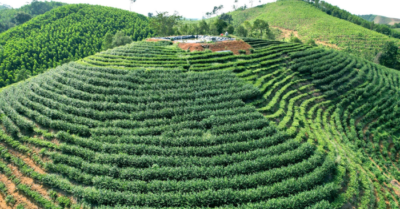 Chè Bình Sơn từ đồi cằn thành thủ phủ xứ Thanh