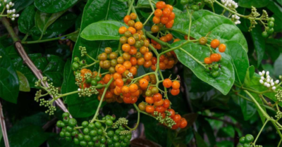 Cây xạ đen và những lưu ý quan trọng khi dùng