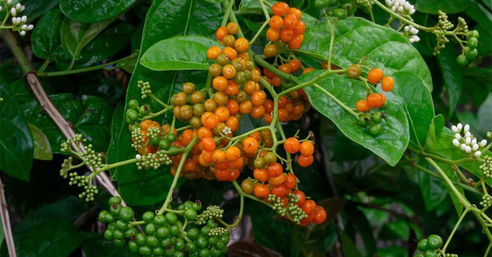 Cây Xạ Đen Và Những Lưu Ý Quan Trọng