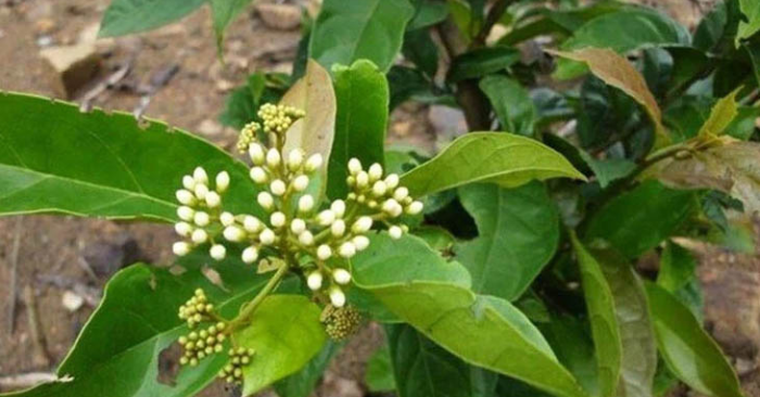Cây Xạ Đen Và Những Lưu Ý Quan Trọng