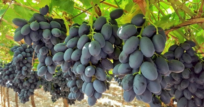 12 Loại Quả Ngậm Thuốc Trừ Sâu Nhiều Nhất