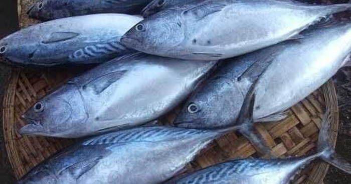 4 Loại Cá Ăn Nhiều Hại Gan