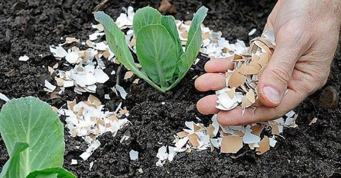 Tận dụng vỏ trứng giúp tiết kiệm chi phí mỗi tháng