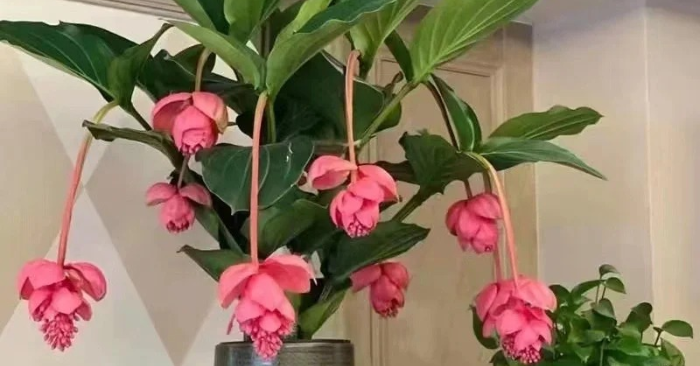 Hoa đền chùm hồng: Vẻ đẹp mềm mại tạo điểm nhấn sang trọng