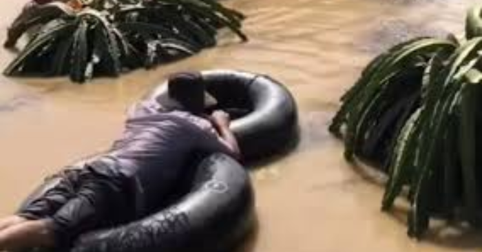 nông dân bơi vào vườn thu hoạch chạy lũ: Nỗ lực cứu trái vụ