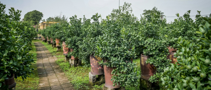 Quất Tết Ninh Bình "cháy hàng", nhà vườn thắng lớn