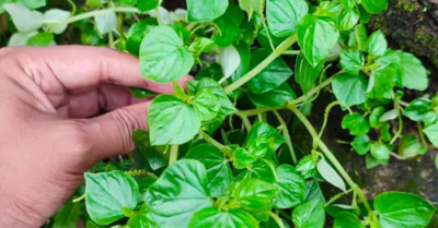Rau càng cua giúp giảm axit uric và hỗ trợ giảm đau khớp