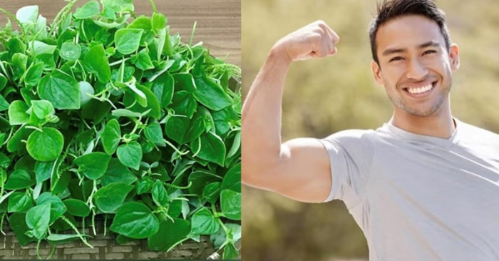Lợi ích rau càng cua giảm đau khớp và axit uric
