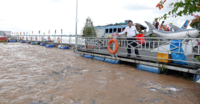 Đàn cá trời ban sông Tiền thành “báu vật” Đồng Tháp