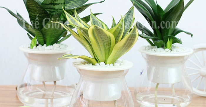 5 cây cảnh bền bỉ cho căn hộ ít nắng