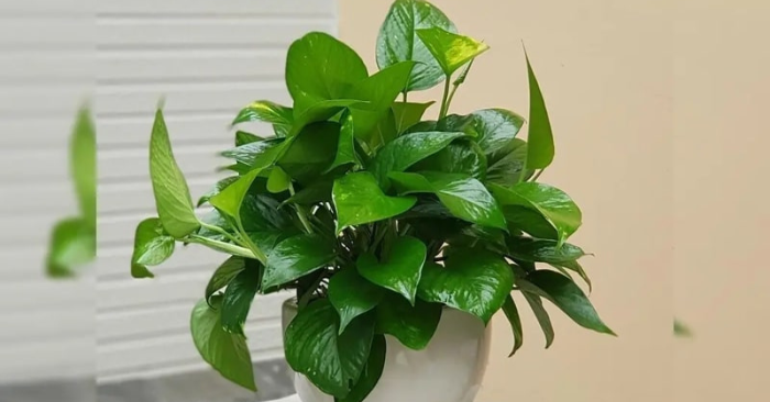 5 cây cảnh bền bỉ cho căn hộ ít nắng