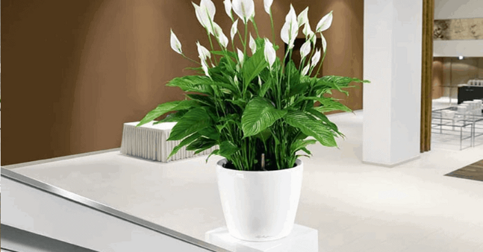 5 cây cảnh bền bỉ cho căn hộ ít nắng