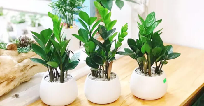 5 cây cảnh bền bỉ cho căn hộ ít nắng