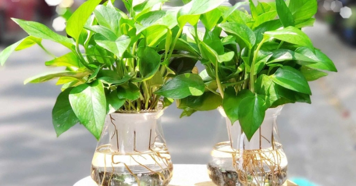 5 cây cảnh bền bỉ cho căn hộ ít nắng