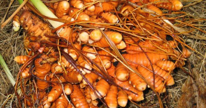 Loại củ giúp gan đẩy độc, giảm sưng viêm hiệu quả