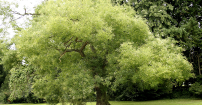 Cây phong thủy trồng trước nhà đem lại may mắn thịnh vượng, tích tài lộc