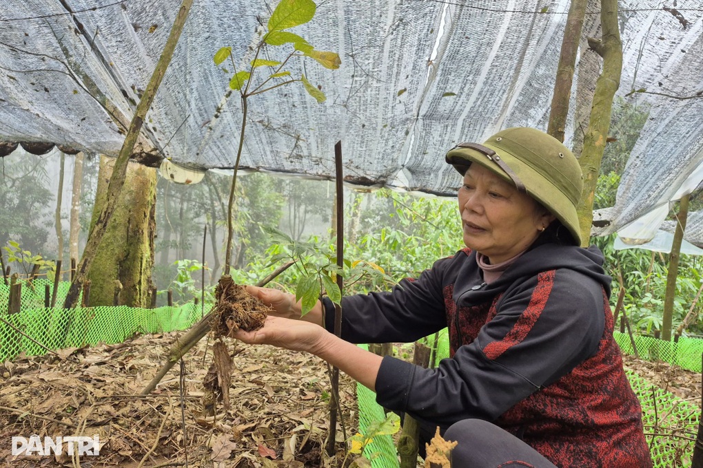 Sâm Ngọc Linh – sinh kế bền vững trên đỉnh Pù Rinh