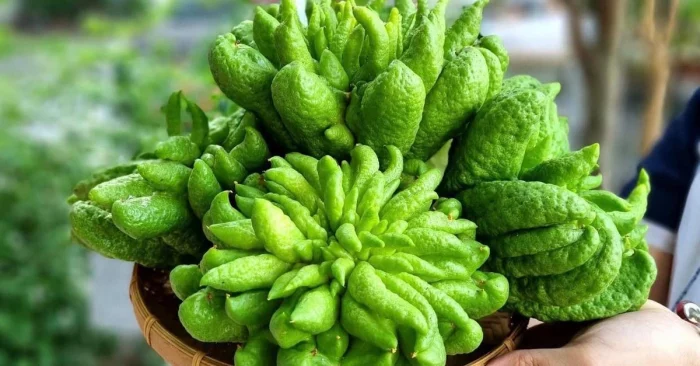 Phật thủ – cây cảnh quý hơn vàng hút lộc ngày Tết