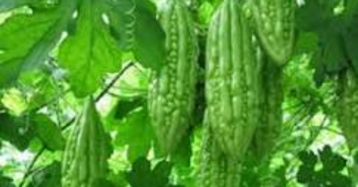 Lá mướp đắng – Lợi ích dinh dưỡng và sức khỏe