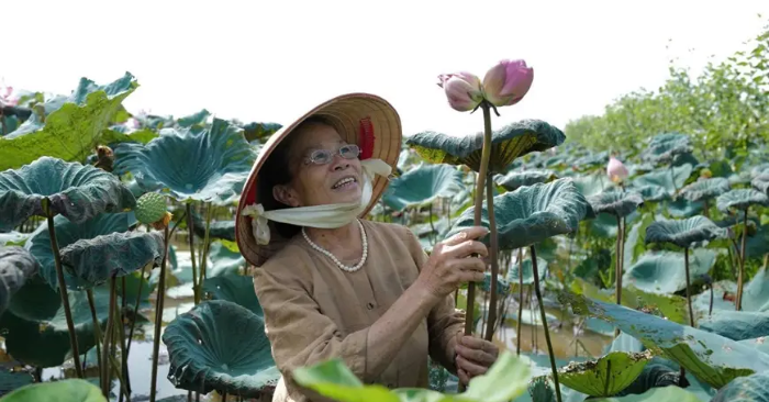 Lụa tơ sen – Tuyệt tác của sự thanh khiết