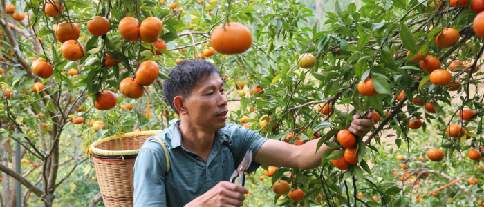 Cam Vân Đồn vào mùa chín vàng cuối năm