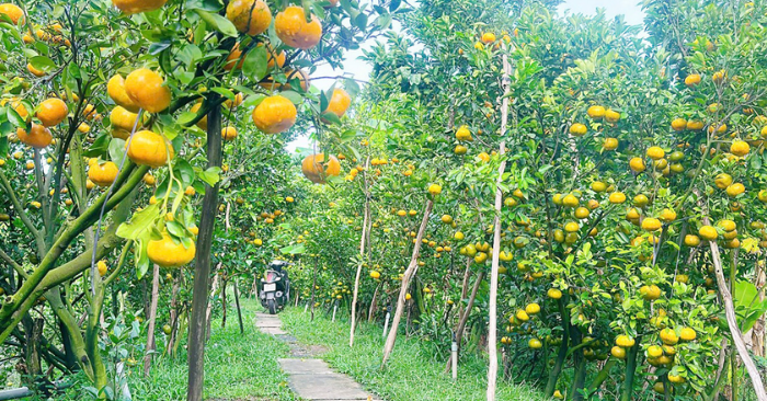 Quýt hồng Lai Vung hút khách du lịch miền Tây