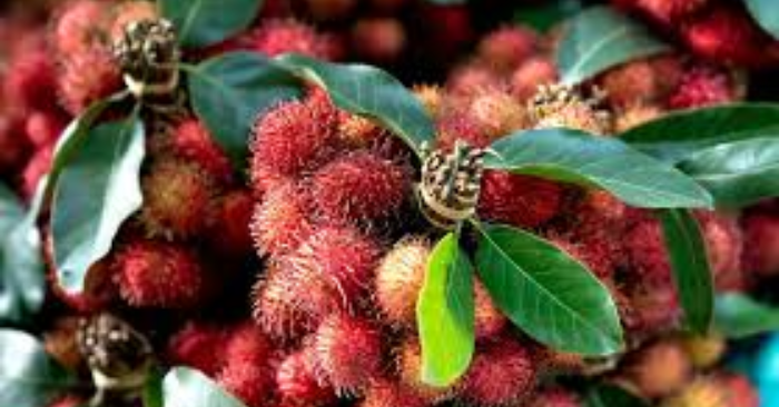 Lợi ích sức khỏe của quả chôm chôm đối với cơ thể