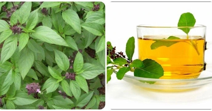 Uống nước lá quế mang lại tác dụng gì