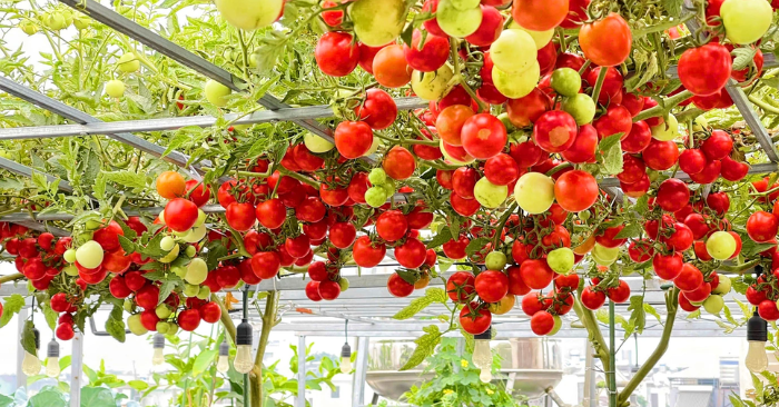 Vườn cà chua sân thượng bất ngờ hút khách chụp ảnh Tết