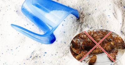 Đuổi gián an toàn: 3 cách hiệu quả không hại sức khỏe