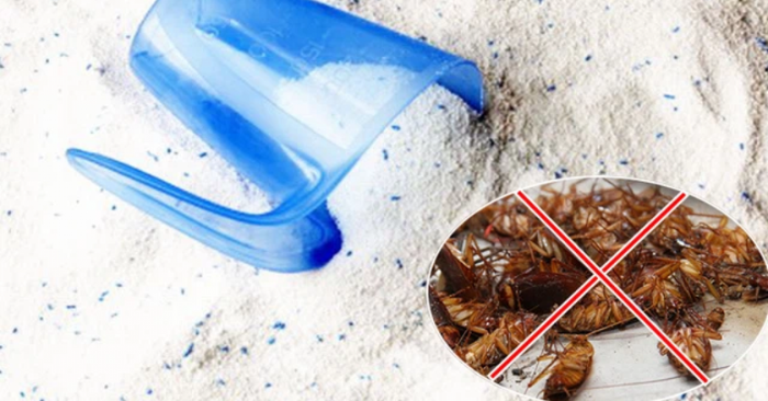Đuổi gián an toàn: 3 cách hiệu quả không hại sức khỏe