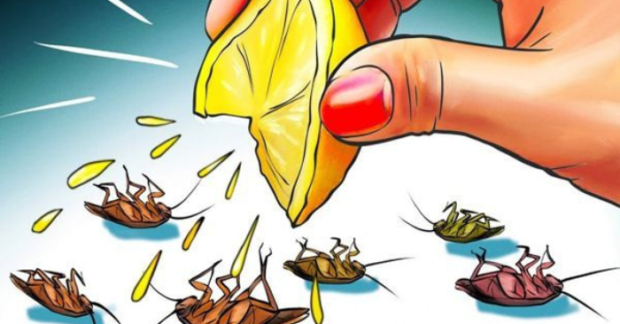 Đuổi gián an toàn: 3 cách hiệu quả không hại sức khỏe