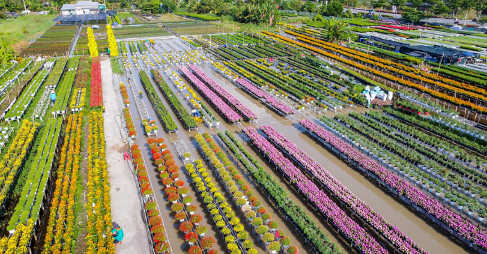 Làng hoa Sa Đéc và hành trình ngắm hoa giữa sông nước