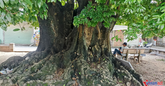 Cây thị Ninh Bình – báu vật linh thiêng của làng Xuân Vũ