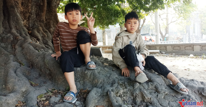 Cây thị Ninh Bình – báu vật linh thiêng của làng Xuân Vũ