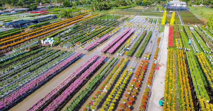 Làng hoa Sa Đéc với kỹ thuật trồng hoa “không chạm đất”