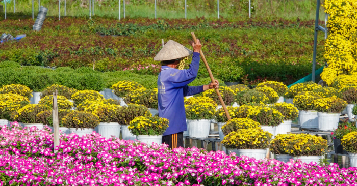 Làng hoa Sa Đéc với kỹ thuật trồng hoa “không chạm đất”